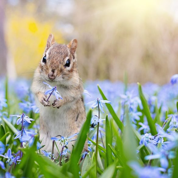 How to Attract Wildlife to Your Garden