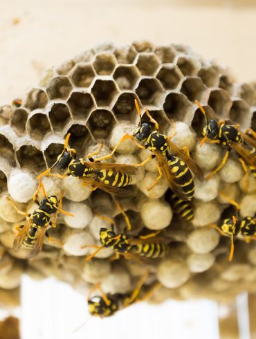 How to Get Rid of a Wasps Nest in Shed