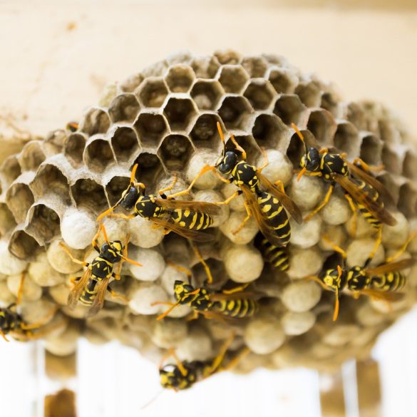 How to Get Rid of a Wasps Nest in Shed